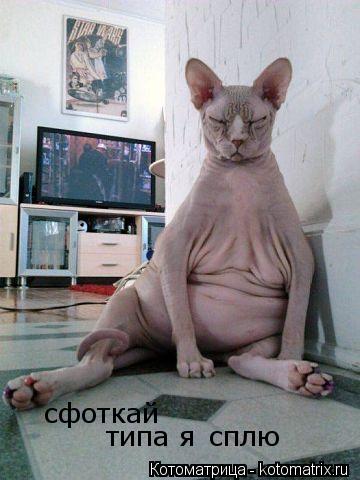сфоткай типа я сплю... Котоматрица: сфоткай типа я сплю