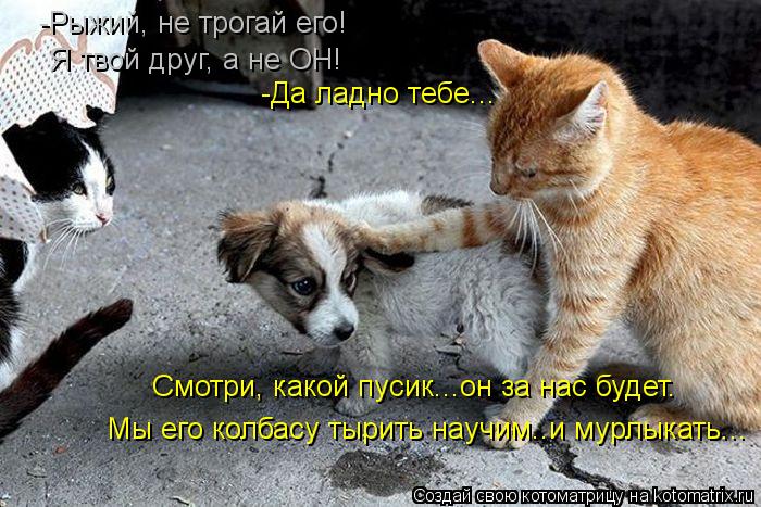 -Рыжий, не трогай его! Я твой друг, а не ОН! -Да ладно тебе... Мы его колбасу тырить научим..и мурлык... Котоматрица: -Рыжий, не трогай его! Я твой друг, а не ОН! -Да ладно тебе... Мы его колбасу тырить научим..и мурлыкать... Смотри, какой пусик...он за нас будет.