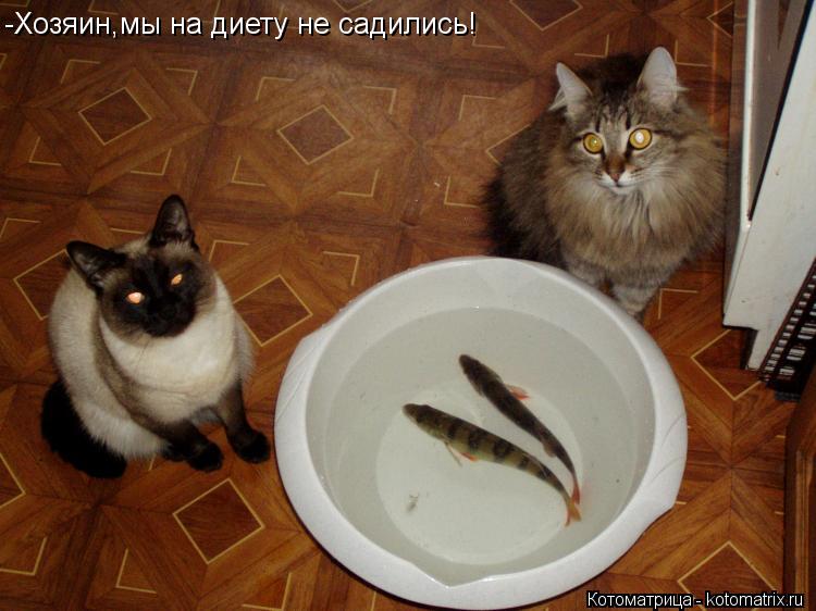 -Хозяин,мы на диету не садились!... Котоматрица: -Хозяин,мы на диету не садились!