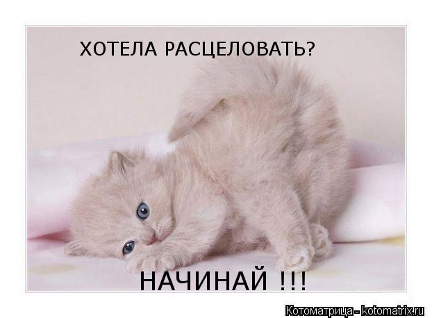 ХОТЕЛА РАСЦЕЛОВАТЬ? НАЧИНАЙ !!!... Котоматрица: ХОТЕЛА РАСЦЕЛОВАТЬ? НАЧИНАЙ !!!
