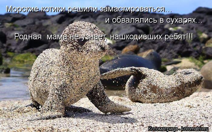 Морские котики решили замаскироваться... и обвалялись в сухарях... Родная мама не узнает, нашкодивши... Котоматрица: Морские котики решили замаскироваться... и обвалялись в сухарях... Родная мама не узнает, нашкодивших ребят!!!