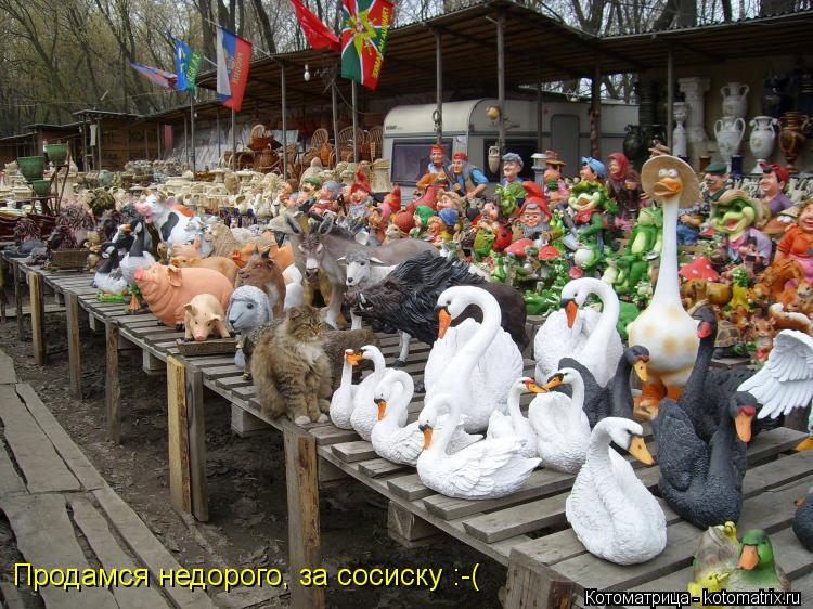Продамся недорого, за сосиску :-(... Котоматрица: Продамся недорого, за сосиску :-(