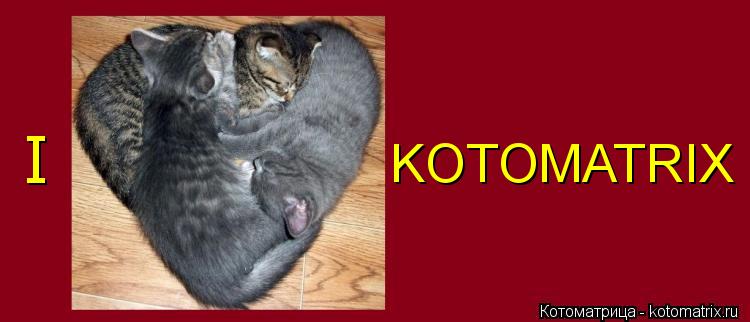 KOTOMATRIX I... Котоматрица: KOTOMATRIX I