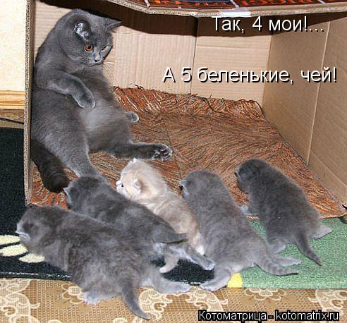 Так, 4 мои!... А 5 беленькие, чей!... Котоматрица: Так, 4 мои!... А 5 беленькие, чей!