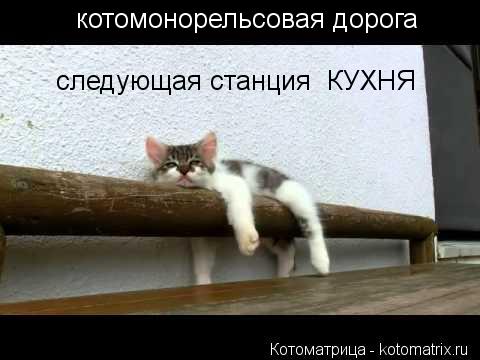 котомонорельсовая дорога следующая станция КУХНЯ... Котоматрица: котомонорельсовая дорога следующая станция КУХНЯ