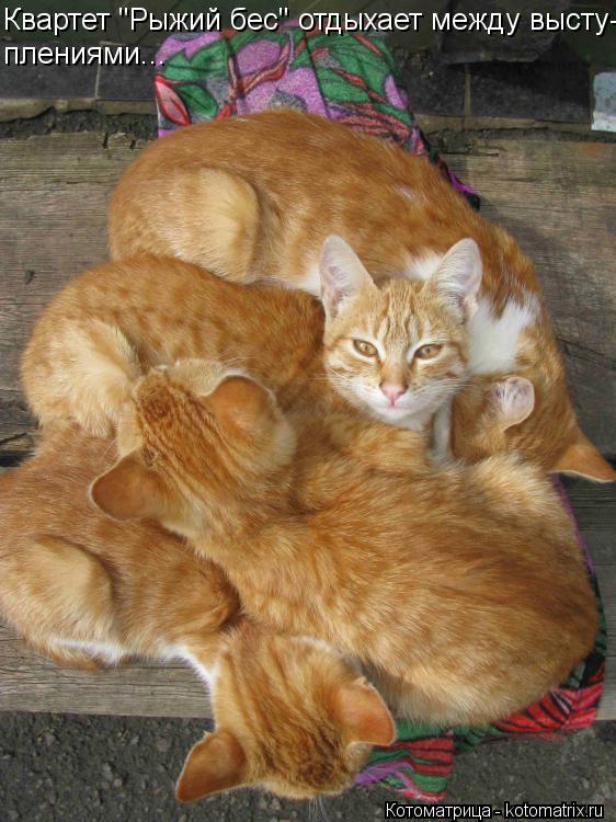 Квартет "Рыжий бес" отдыхает между высту- плениями...... Котоматрица: Квартет "Рыжий бес" отдыхает между высту- плениями...