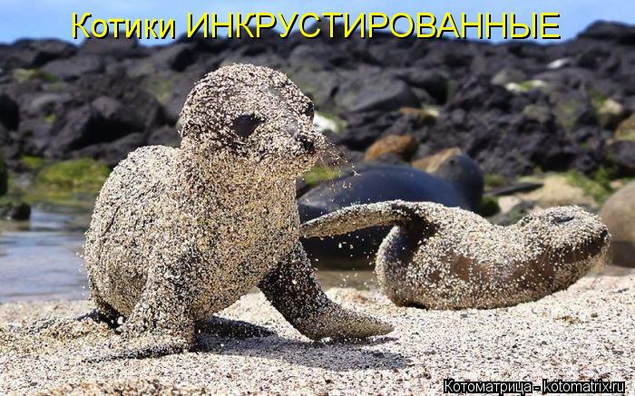 Котики ИНКРУСТИРОВАННЫЕ... Котоматрица: Котики ИНКРУСТИРОВАННЫЕ