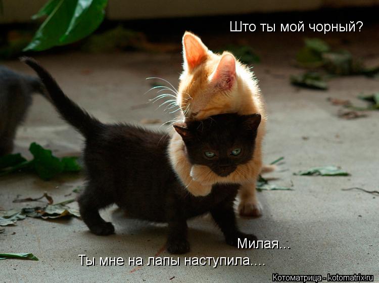 Милая... Што ты мой чорный? Ты мне на лапы наступила....... Котоматрица: Милая... Што ты мой чорный? Ты мне на лапы наступила....