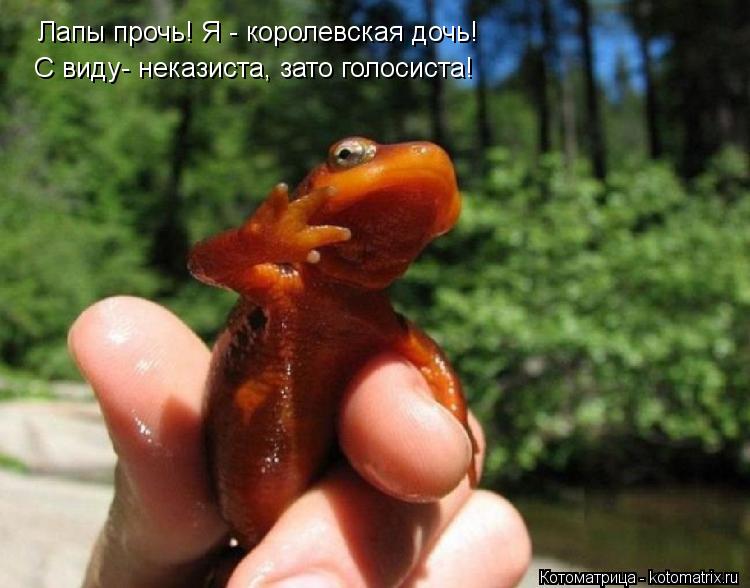 Лапы прочь! Я - королевская дочь! С виду- неказиста, зато голосиста!... Котоматрица: Лапы прочь! Я - королевская дочь! С виду- неказиста, зато голосиста!