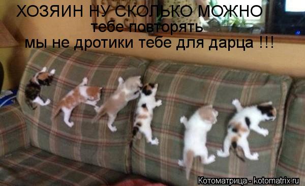 ХОЗЯИН НУ СКОЛЬКО МОЖНО тебе повторять мы не дротики тебе для дарца !!!... Котоматрица: ХОЗЯИН НУ СКОЛЬКО МОЖНО тебе повторять мы не дротики тебе для дарца !!!