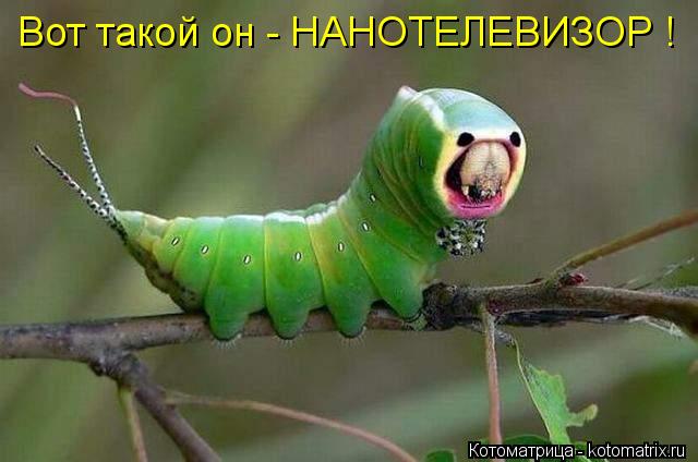 Вот такой он - НАНОТЕЛЕВИЗОР !... Котоматрица: Вот такой он - НАНОТЕЛЕВИЗОР !