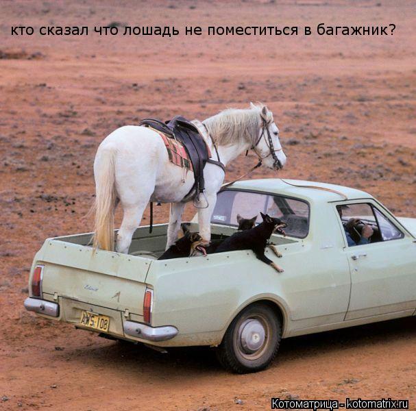 кто сказал что лошадь не поместиться в багажник?... Котоматрица: кто сказал что лошадь не поместиться в багажник?