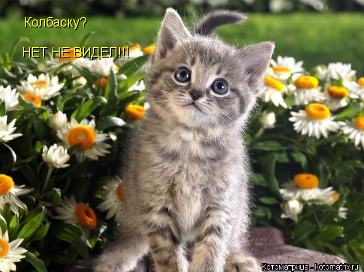 Колбаску? НЕТ НЕ ВИДЕЛ!!!... Котоматрица: Колбаску? НЕТ НЕ ВИДЕЛ!!!