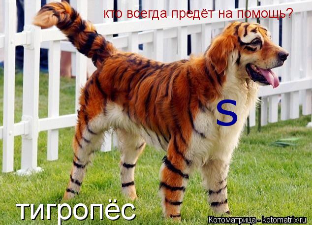 кто всегда предёт на помощь? тигропёс s... Котоматрица: кто всегда предёт на помощь? тигропёс s