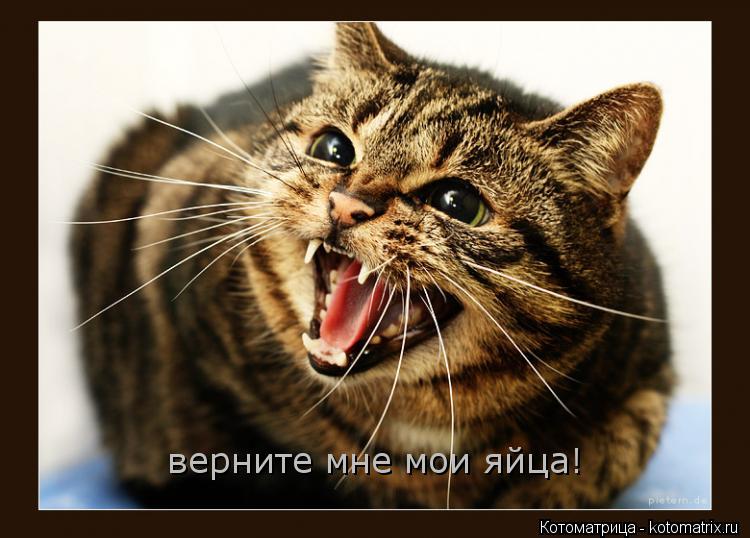 верните мне мои яйца!... Котоматрица: верните мне мои яйца!