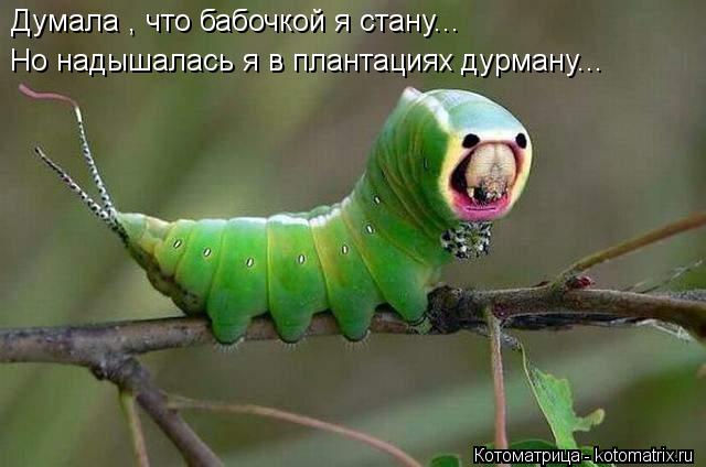 Думала , что бабочкой я стану... Но надышалась я в плантациях дурману...... Котоматрица: Думала , что бабочкой я стану... Но надышалась я в плантациях дурману...