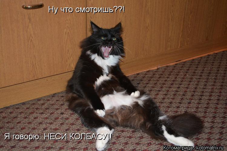 Ну что смотришь??! Я говорю: НЕСИ КОЛБАСУ!!... Котоматрица: Ну что смотришь??! Я говорю: НЕСИ КОЛБАСУ!!