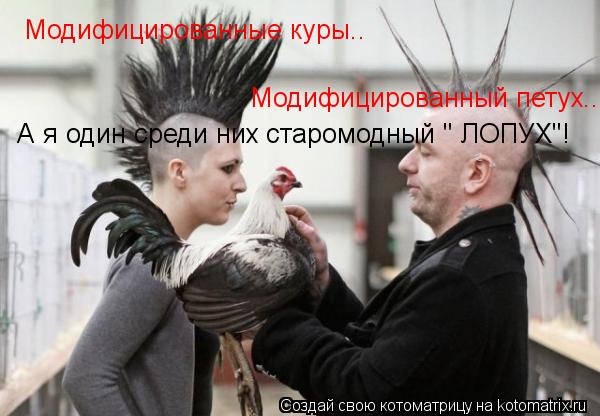 Модифицированные куры.. Модифицированный петух.. А я один среди них старомодный " ЛОПУХ"!... Котоматрица: Модифицированные куры.. Модифицированный петух.. А я один среди них старомодный " ЛОПУХ"!