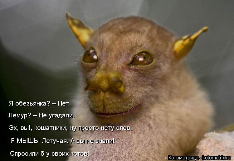 Эти забавные животные