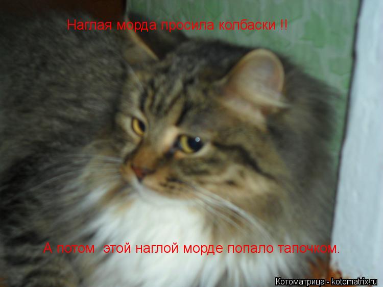 Наглая морда просила колбаски !! А потом этой наглой морде попало тапочком.... Котоматрица: Наглая морда просила колбаски !! А потом этой наглой морде попало тапочком.