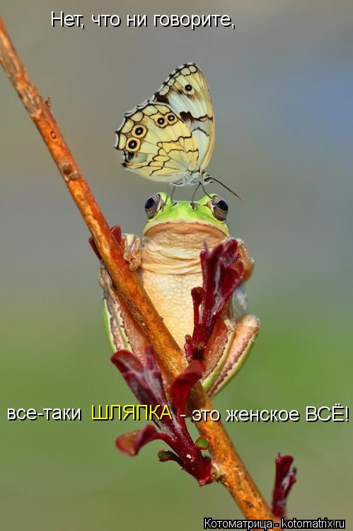 Нет, что ни говорите, - это женское ВСЁ! все-таки ШЛЯПКА... Котоматрица: Нет, что ни говорите, - это женское ВСЁ! все-таки ШЛЯПКА