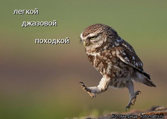 легкой джазовой походкой... Котоматрица: легкой джазовой походкой