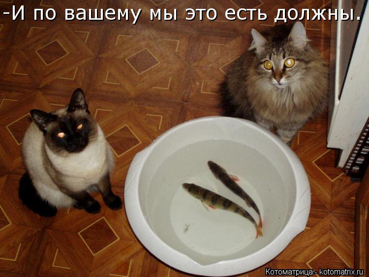 -И по вашему мы это есть должны.... Котоматрица: -И по вашему мы это есть должны.