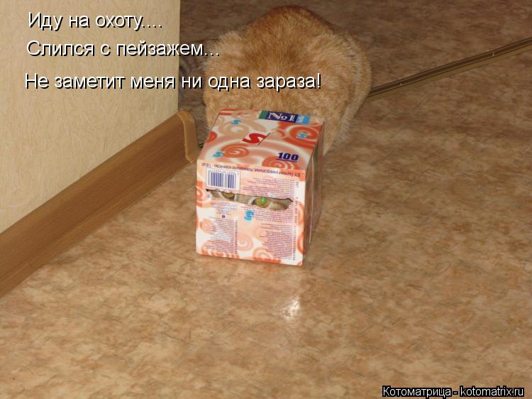 Иду на охоту.... Слился с пейзажем... Не заметит меня ни одна зараза!... Котоматрица: Иду на охоту.... Слился с пейзажем... Не заметит меня ни одна зараза!