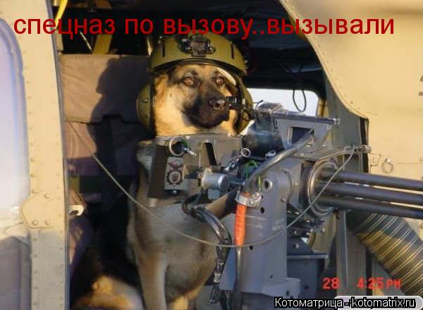 спецназ по вызову..вызывали... Котоматрица: спецназ по вызову..вызывали