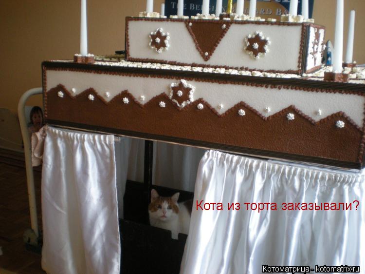 Кота из торта заказывали?... Котоматрица: Кота из торта заказывали?