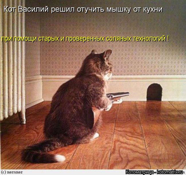 Кот Василий решил отучить мышку от кухни при помощи старых и проверенных соляных технологий !... Котоматрица: Кот Василий решил отучить мышку от кухни при помощи старых и проверенных соляных технологий !