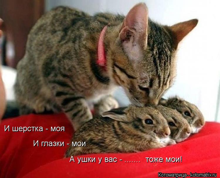 И глазки - мои И шерстка - моя А ушки у вас - ....... тоже мои!... Котоматрица: И глазки - мои И шерстка - моя А ушки у вас - ....... тоже мои!