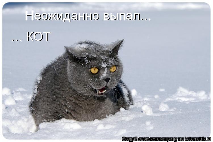 Неожиданно выпал... ... КОТ... Котоматрица: Неожиданно выпал... ... КОТ
