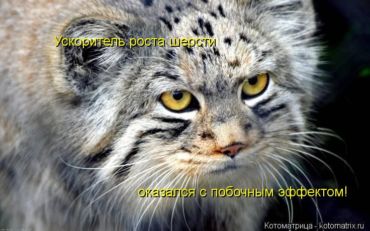 Ускоритель роста шерсти оказался с побочным эффектом!... Котоматрица: Ускоритель роста шерсти оказался с побочным эффектом!