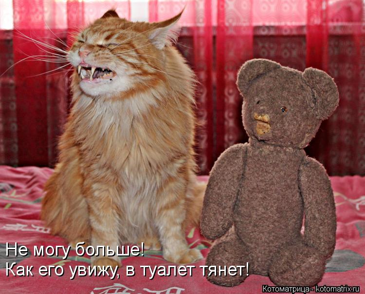 Не могу больше! Как его увижу, в туалет тянет!... Котоматрица: Не могу больше! Как его увижу, в туалет тянет!