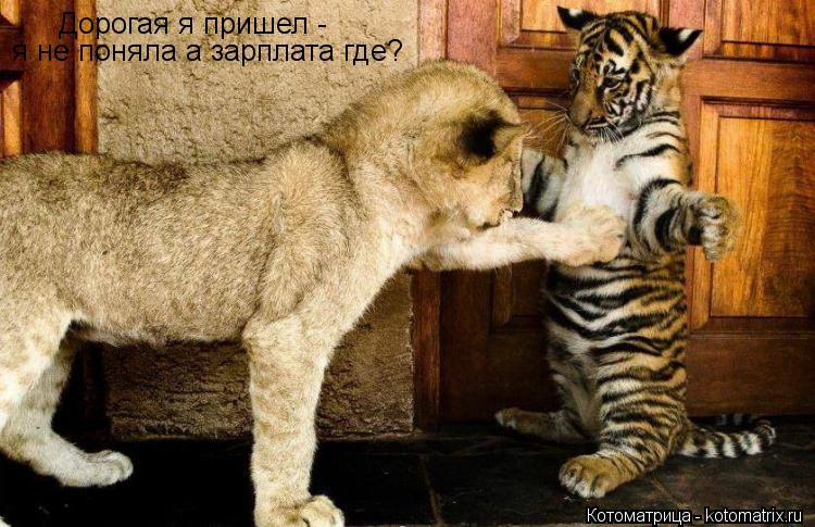Дорогая я пришел - я не поняла а зарплата где?... Котоматрица: Дорогая я пришел - я не поняла а зарплата где?