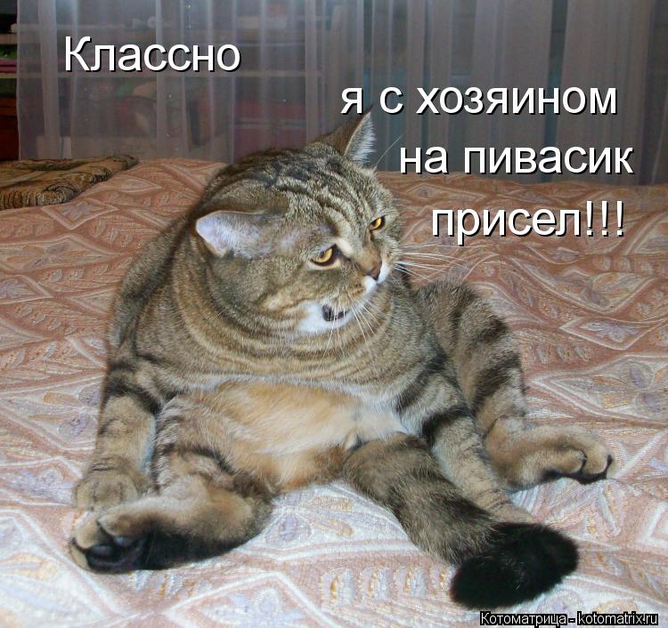 Классно я с хозяином на пивасик присел!!!... Котоматрица: Классно я с хозяином на пивасик присел!!!