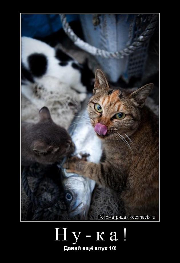 Ну-ка! Давай ещё штук 10!... Котоматрица: Ну-ка! Давай ещё штук 10!