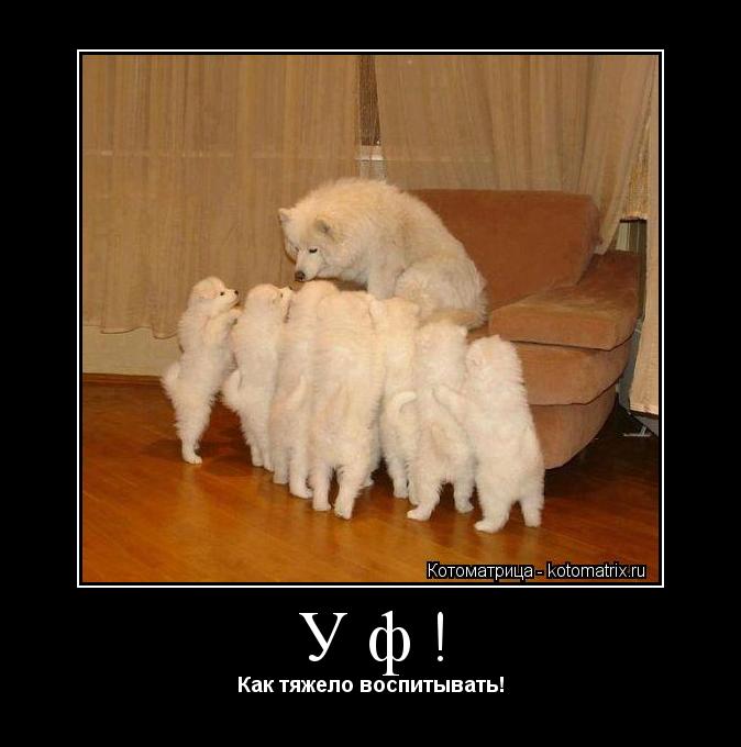 Уф! Как тяжело воспитывать!... Котоматрица: Уф! Как тяжело воспитывать!