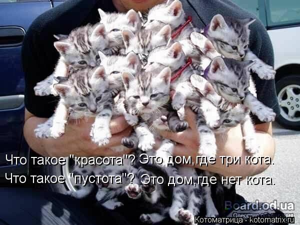 Что такое "красота"? Это дом,где три кота. Что такое "пустота"? Это дом,где нет кота.... Котоматрица: Что такое "красота"? Это дом,где три кота. Что такое "пустота"? Это дом,где нет кота.