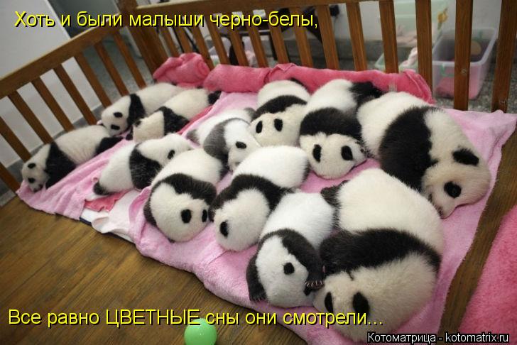 Хоть и были малыши черно-белы, Все равно ЦВЕТНЫЕ сны они смотрели...... Котоматрица: Хоть и были малыши черно-белы, Все равно ЦВЕТНЫЕ сны они смотрели...
