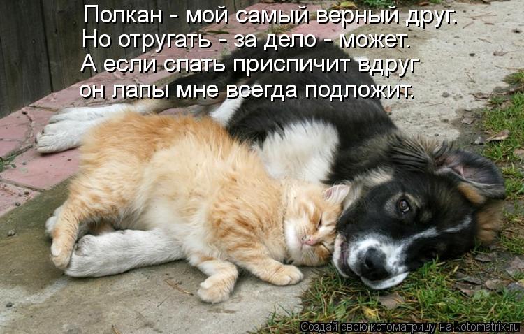 Полкан - мой самый верный друг. Но отругать - за дело - может. А если спать приспичит вдруг он лапы м... Котоматрица: Полкан - мой самый верный друг. Но отругать - за дело - может. А если спать приспичит вдруг он лапы мне всегда подложит.