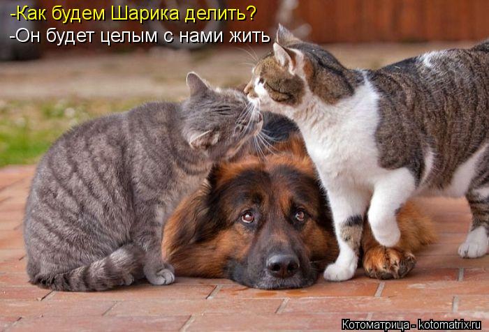 -Как будем Шарика делить? -Он будет целым с нами жить... Котоматрица: -Как будем Шарика делить? -Он будет целым с нами жить