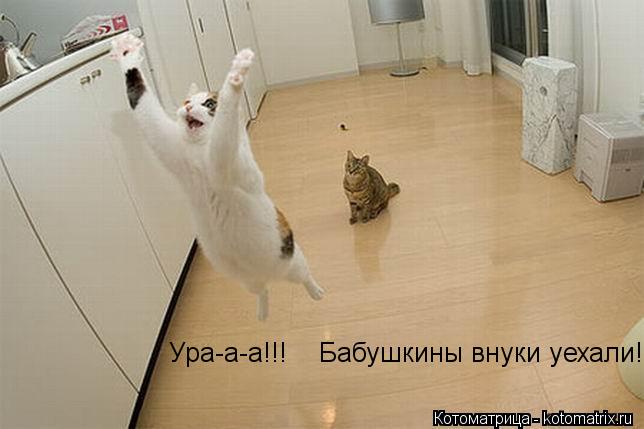 Ура-а-а!!! Бабушкины внуки уехали!!!... Котоматрица: Ура-а-а!!! Бабушкины внуки уехали!!!