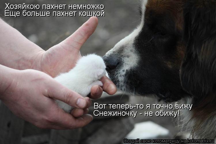 Хозяйкою пахнет немножко Еще больше пахнет кошкой Вот теперь-то я точно вижу Снежиночку - не обижу!... Котоматрица: Хозяйкою пахнет немножко Еще больше пахнет кошкой Вот теперь-то я точно вижу Снежиночку - не обижу!
