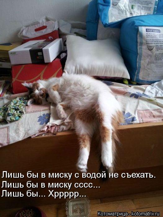 Лишь бы в миску с водой не съехать. Лишь бы в миску сссс... Лишь бы... Хррррр...... Котоматрица: Лишь бы в миску с водой не съехать. Лишь бы в миску сссс... Лишь бы... Хррррр...