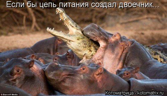 Если бы цепь питания создал двоечник...... Котоматрица: Если бы цепь питания создал двоечник...