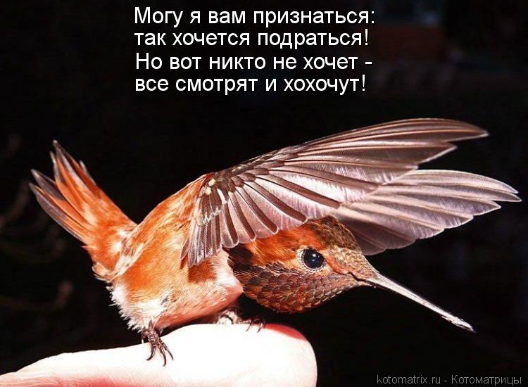 так хочется подраться! Но вот никто не хочет - Могу я вам признаться: все смотрят и хохочут!... Котоматрица: так хочется подраться! Но вот никто не хочет - Могу я вам признаться: все смотрят и хохочут!
