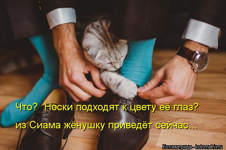 Что? Носки подходят к цвету её глаз? из Сиама жёнушку приведёт сейчас...... Котоматрица: Что? Носки подходят к цвету её глаз? из Сиама жёнушку приведёт сейчас...