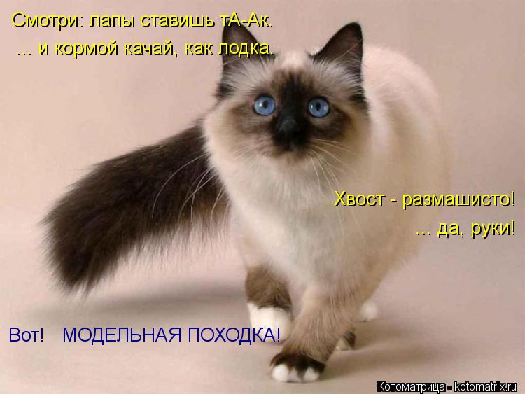 Хвост - размашисто! ... да, руки! Вот! МОДЕЛЬНАЯ ПОХОДКА! Смотри: лапы ставишь тА-Ак. ... и кормой ... Котоматрица: Хвост - размашисто! ... да, руки! Вот! МОДЕЛЬНАЯ ПОХОДКА! Смотри: лапы ставишь тА-Ак. ... и кормой качай, как лодка.